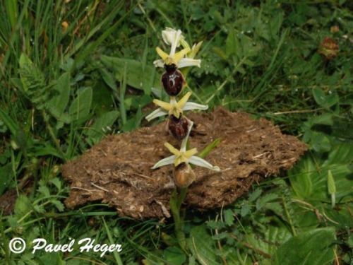 Ophrys x arachnitiformis